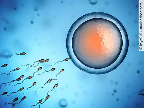 Epigenetische Veränderungen bereits in der Eizelle können die kindliche Entwicklung beeinflussen