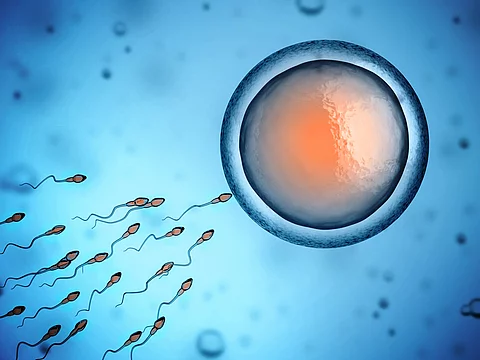 Epigenetische Veränderungen bereits in der Eizelle können die kindliche Entwicklung beeinflussen