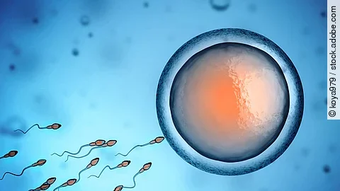 Epigenetische Veränderungen bereits in der Eizelle können die kindliche Entwicklung beeinflussen