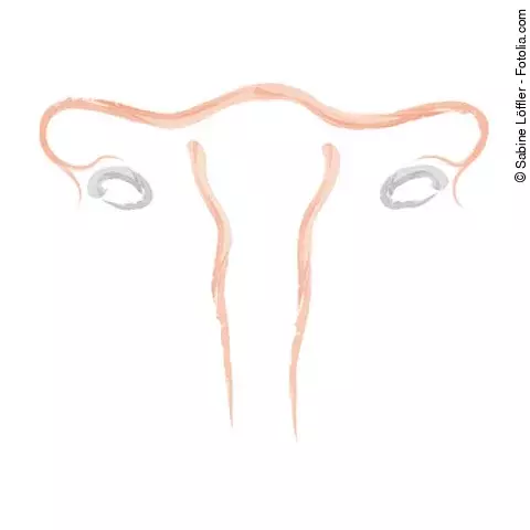 Uterus