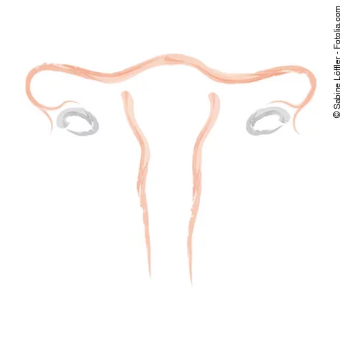 Uterus