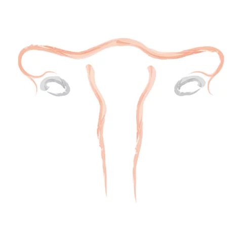 Uterus