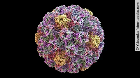HPV Virus, makromolekulare Aufnahme