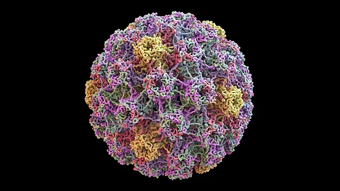 HPV Virus, makromolekulare Aufnahme