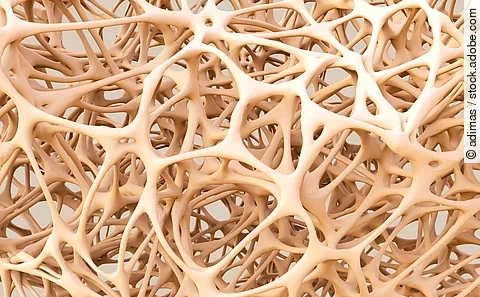 abstract shapes, bone structure