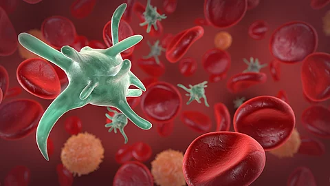 Makrophage im Blut