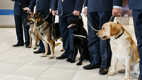 Zollhund mit feinem Näschen: 25.000 Potenzmittel-Tabletten gingen dem Zoll ins Netz