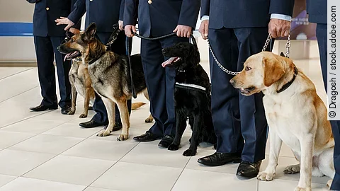 Zollhund mit feinem Näschen: 25.000 Potenzmittel-Tabletten gingen dem Zoll ins Netz