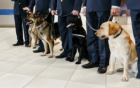 Zollhund mit feinem Näschen: 25.000 Potenzmittel-Tabletten gingen dem Zoll ins Netz