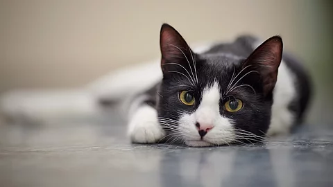 Eine schwarz-weiße Hauskatze liegt ausgestreckt auf einem glatten Boden 