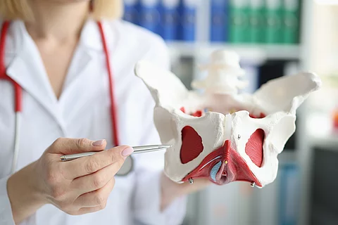 Doctor gynecologist showing layout of female pelvis with muscles