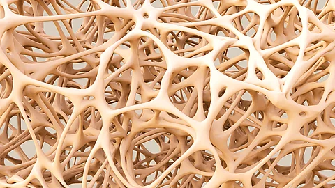 abstract shapes, bone structure