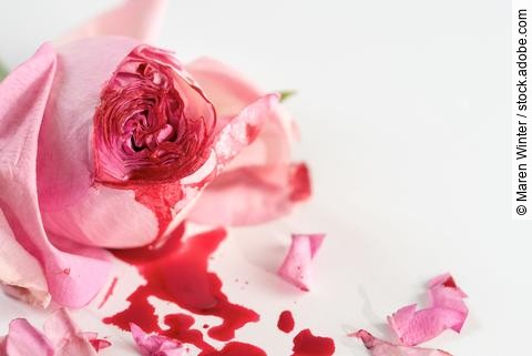 cut rose blossom, blood and petals on a bright gray background, 