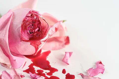 cut rose blossom, blood and petals on a bright gray background, 